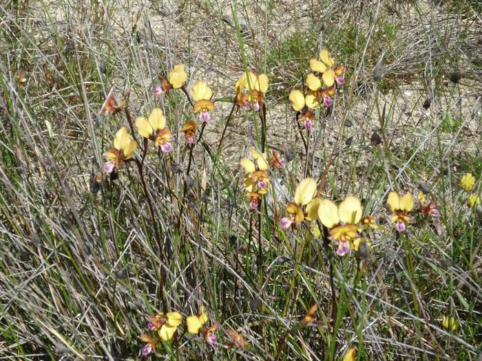 Diuris - wireless_hill_049.JPG